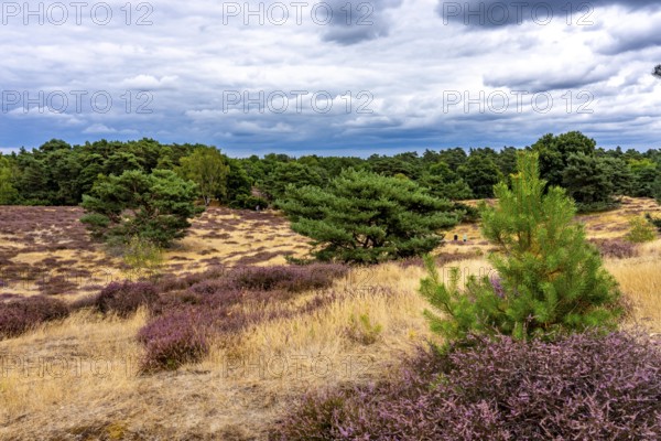 Westruper Heide, in the Hohe Mark Westmünsterland nature park Park, near Haltern am See, heather