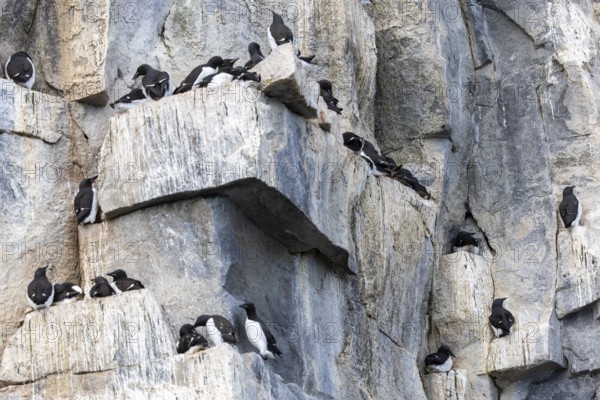 Thick-billed guillemot (Uria lomvia) on breeding rocks, alcids (Alcidae), Alkefjellet, Spitsbergen,
