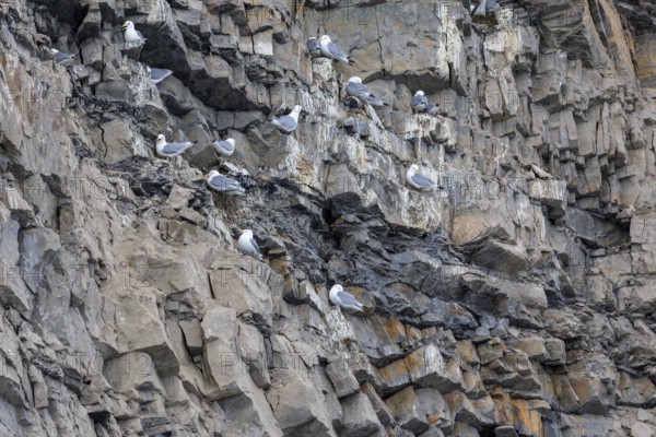 Group of kittiwakes (Rissa tridactyla) in a field wall, nesting sites, Mushamna, Spitsbergen,