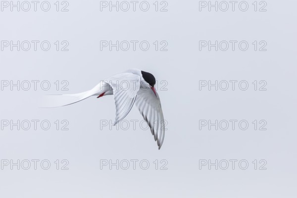 Arctic Arctic Tern (Sterna paradisaea) in a shaking flight to catch fish, Terns (Sterninae),