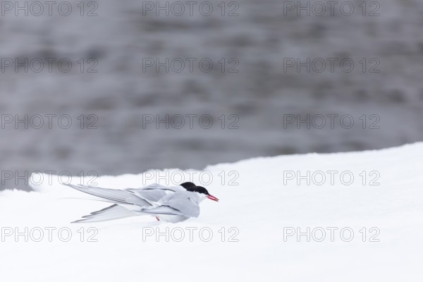 Arctic Arctic Tern (Sterna paradisaea), pair feeding, bridal gift, snow, Terns (Sterninae),
