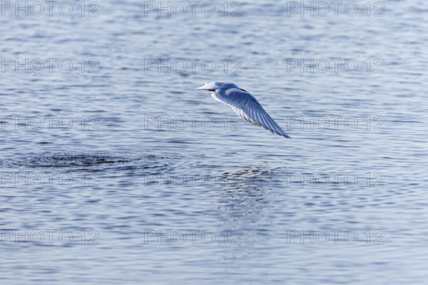 Arctic Arctic Tern (Sterna paradisaea) in flight, Terns (Sterninae), Longyearbyen, Spitsbergen,