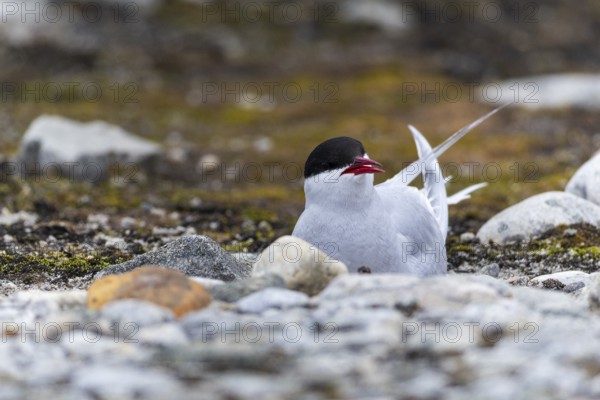 Arctic Arctic Tern (Sterna paradisaea) breeds in the gravel bed, Terns (Sterninae), Gravnesodden,