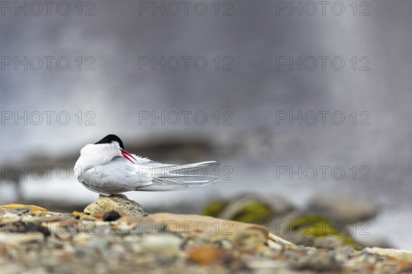 Arctic Arctic Tern (Sterna paradisaea) preening its plumage, Terns (Sterninae), Longyearbyen,