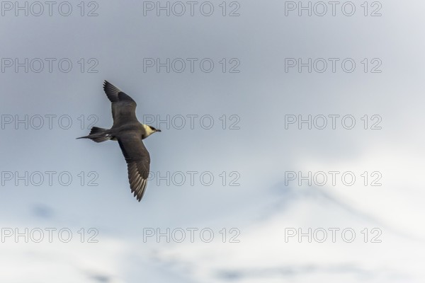 Long-tailed Skua (Stercorarius longicaudus) in flight, Aventdalen, Longyearbyen, Spitsbergen,