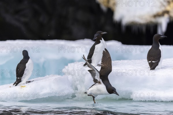 Thick-billed guillemot (Uria lomvia) on an ice floe, alcids (Alcidae), Alkefjellet, Spitsbergen,