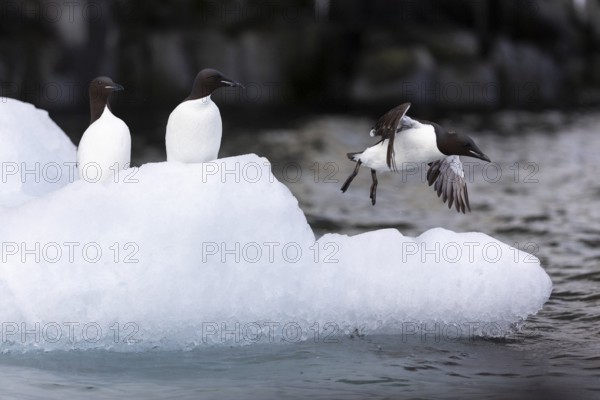 Thick-billed guillemot (Uria lomvia) on an ice floe, alcids (Alcidae), Alkefjellet, Spitsbergen,