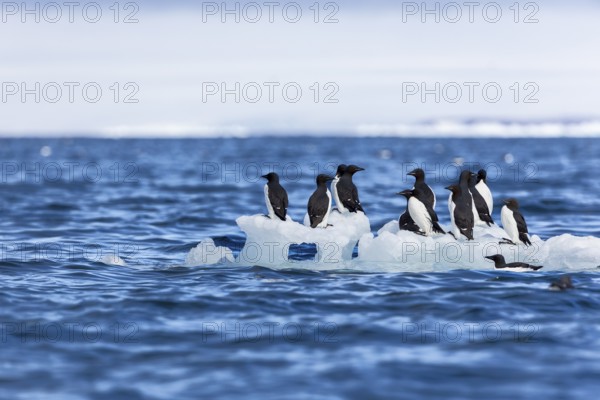 Thick-billed guillemot (Uria lomvia) on an ice floe, sea, water, alcids (Alcidae), Alkefjellet,