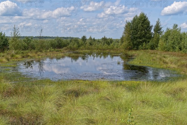 Water surface and marsh grass in Himmelmoor. Himmelmoor, the largest raised bog in