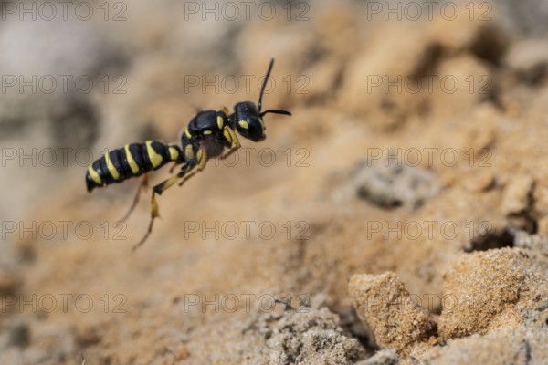 Digger wasp (Gorytes laticinctus), Emsland, Lower Saxony, Germany
