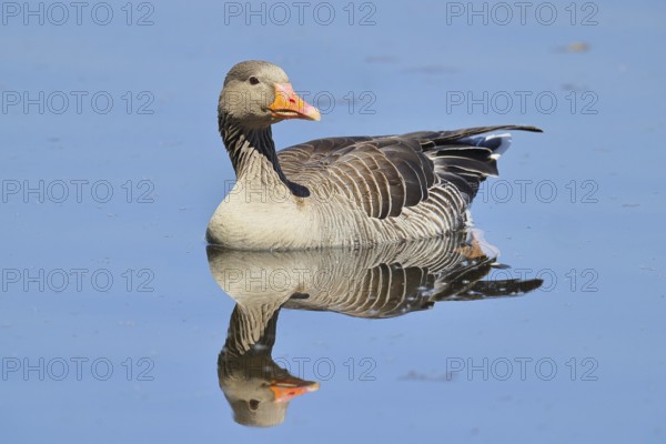 Greylag goose (Anser anser) swimming on the water, Chiemsee, Bavaria, Germany