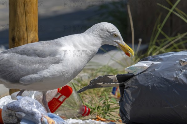 Bird nuisance by herring gull tearing up rubbish bag and feeding on trash, household refuse and