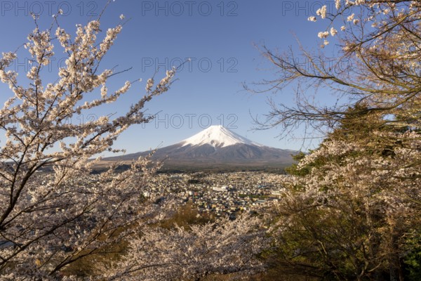 View of Mount Fuji, with blossoming cherry trees in the foreground, Fujiyoshida, Yamanashi