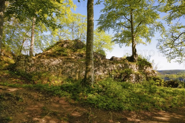 Ruin of Alter Lichtenstein near Lichtenstein Castle, eaves of the Swabian Alb, trees, deciduous