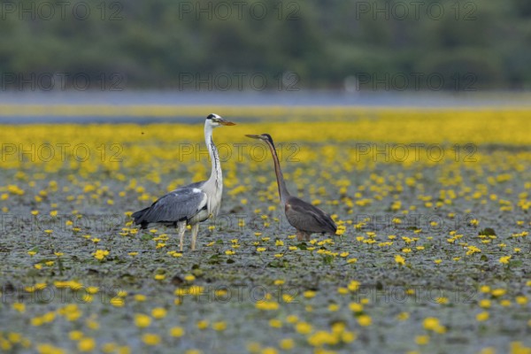 Grey heron (Ardea cinerea) and purple heron (Ardea purpurea) amidst flowering sea pots (Nymphoides