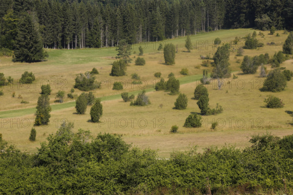 Landscape, nature, trees, meadow, juniper heath, Digelfeld near Hayingen, Swabian Alb,