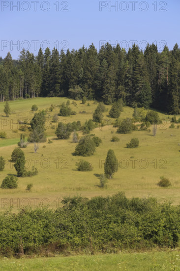 Landscape, nature, trees, meadow, juniper heath, Digelfeld near Hayingen, Swabian Alb,
