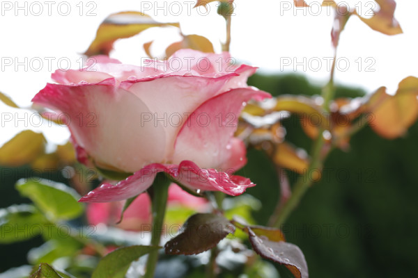 Rose (Rosa), cultivated rose, white and pink blossom, leaves, garden, flowers, plants, water drop,