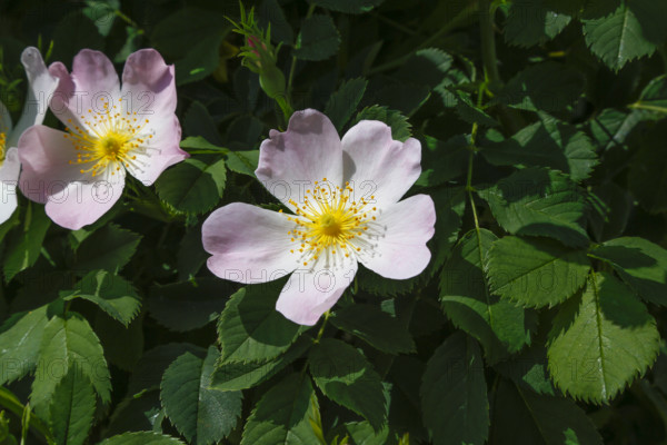Dog rose (Rosa canina), dog rose, dog rose, heather rose, hag rose, blossoms, green leaves, garden,