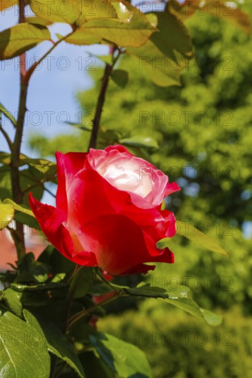 Rose (Rosa), cultivated rose, white and red blossom, green leaves, garden, flowers, plants,
