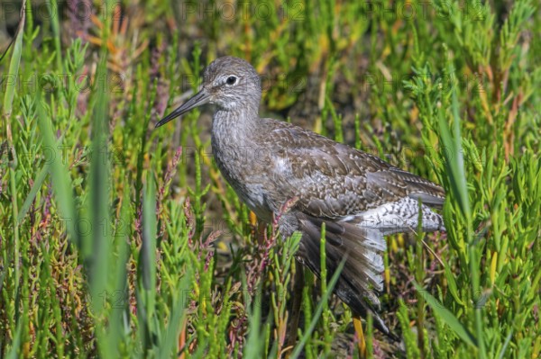 Injured common redshank (Tringa totanus) juvenile with broken wing hiding in glasswort vegetation