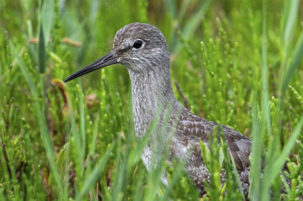 Common redshank (Tringa totanus) juvenile hidden in vegetation with glasswort on the shore of
