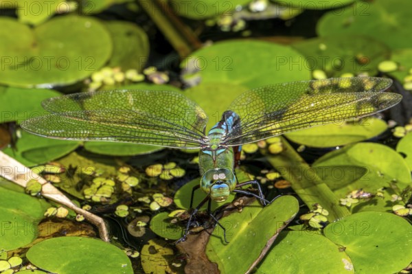 Emperor dragonfly, blue emperor (Anax imperator, Anax formosa) female with blue abdomen laying eggs