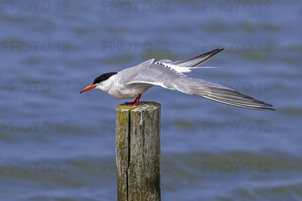 Common tern (Sterna hirundo) adult in breeding plumage perched on wooden pole and stretching wings