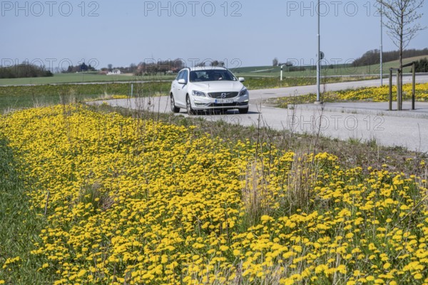 Dandelions in spring on the roadside and car on the road in Ystad, Skåne County, Sweden,