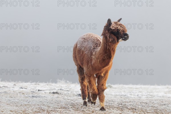 A brown alpaca (Vicugna pacos) stands in dense fog on a frozen meadow in hilly terrain. Captive,
