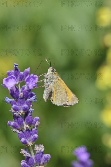 Large skipper (Ochlodes venatus), collecting nectar from a flower of Common lavender (Lavandula