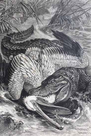 A crocodile has captured a pelican, A crocodile fights with a pelican on the river bank, dramatic
