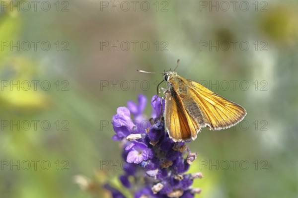 Large skipper (Ochlodes venatus), collecting nectar from a flower of Common lavender (Lavandula