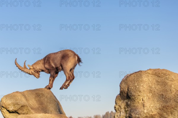 A male ibex (Capra ibex) leaps from rock to rock in the warm evening light. A blue sky can be seen