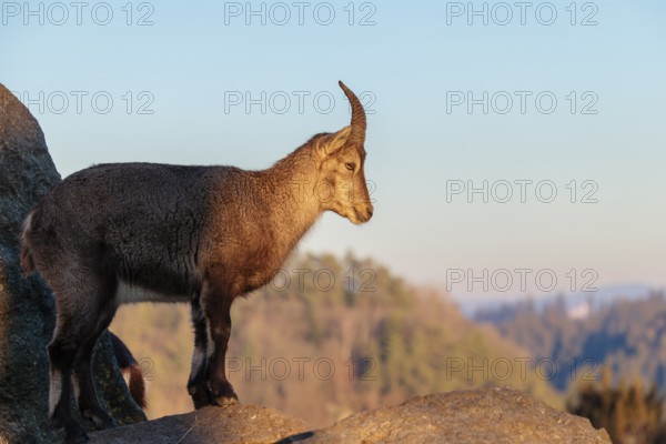 A female ibex (Capra ibex) stands on a rock in the warm evening light. A blue sky can be seen in