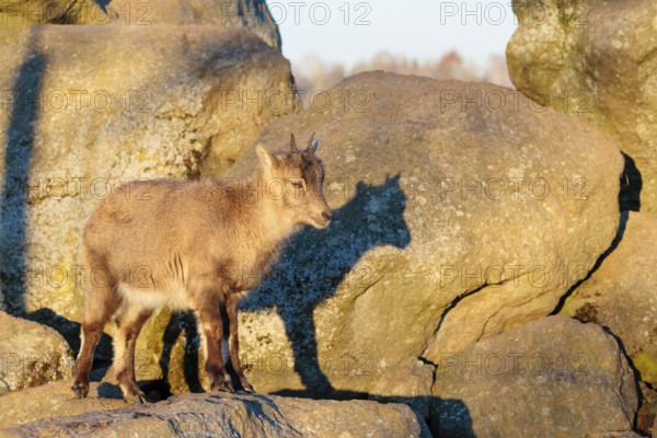 A female ibex (Capra ibex) stands on a rock in the warm evening light. Her shadow can be seen on