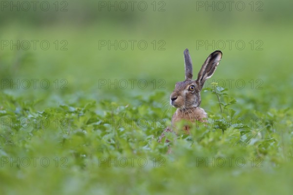 Hello, who is this... European hare (Lepus europaeus), hare sits in a field, on a field, looks