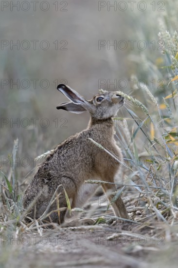 The hare likes it... Brown hare (Lepus europaeus) eats, nibbles from ripe wheat shortly in front of