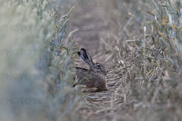 Quite cosy... European hare (Lepus europaeus), hare resting well hidden in a lane in a wheat field,