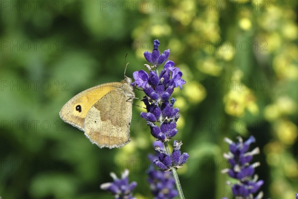 Meadow Brown (Maniola jurtina), on a lavender flower (Lavandula angustifolia), macro photograph,