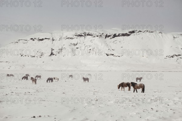 Horses in southern iceland, Icelandhorses, Golden Circle, Mountains, Snow, Rocks, Iceland* Horses