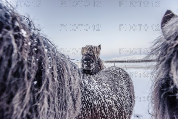 Horses in southern iceland, Icelandhorses, Winter, Golden Circle, Mountains, Snow, Iceland* Horses
