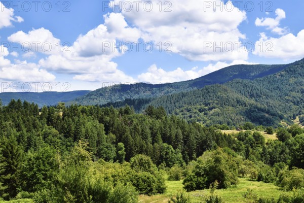 Forest-covered hills in Forbach, Germany. Scenic landscape of the Black Forest region in summer