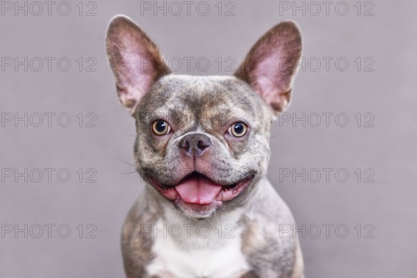 Funny portrait of happy lilac brindle French Bulldog dog in front of gray background