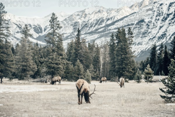 Wildlife on a winter road trip on the Icefields Parkway with lots of snow and ice, Banff National
