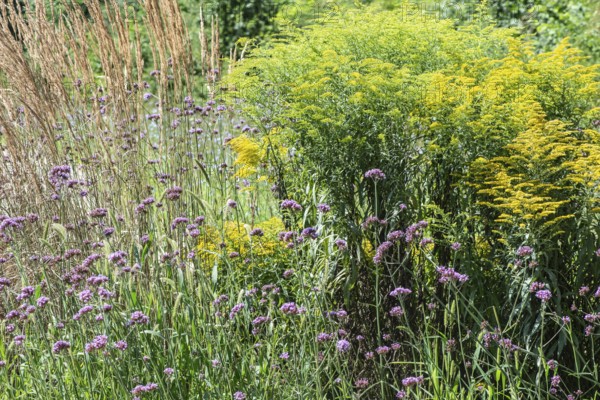 Flower bed with Solidago canadensis (Solidago canadensis), Purpletop vervain (Verbena bonariensis)