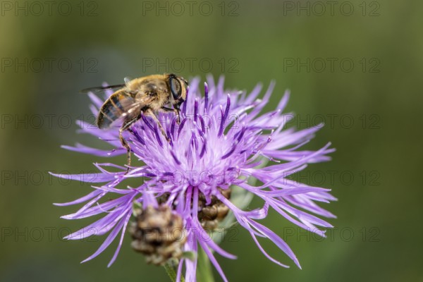 Tapered Dronefly (Eristalis pertinax) in a meadow knapweed (Centaurea jacea), Lower Saxony, Germany