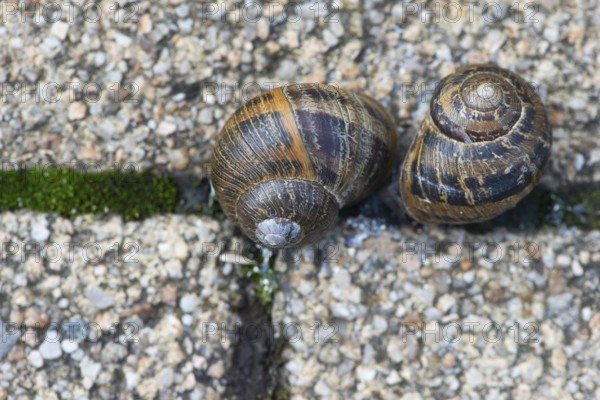 Cornu aspersum (Cornu aspersum), Lower Saxony, Germany