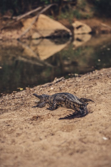 Special light atmosphere with crocodile in the outback in Windjana Gorge National Park in Australia