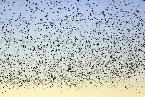 A flock of soaring starlings (Sturnus vulgaris) in the evening sky, full-frame, Camargue Regional